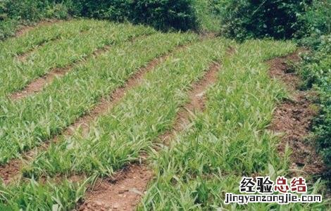 怎样提高白芨种植成活率呢 怎样提高白芨种植成活率