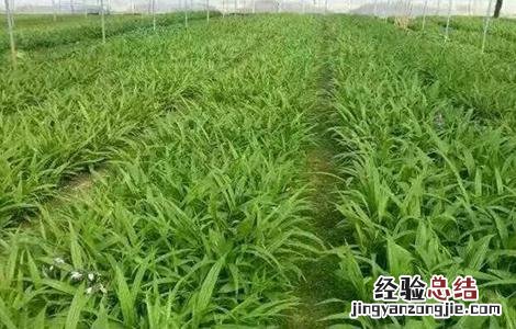 怎样提高白芨种植成活率呢 怎样提高白芨种植成活率