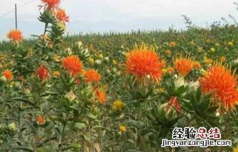 红花种植的注意事项是什么 红花种植的注意事项