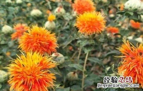 红花种植的注意事项是什么 红花种植的注意事项