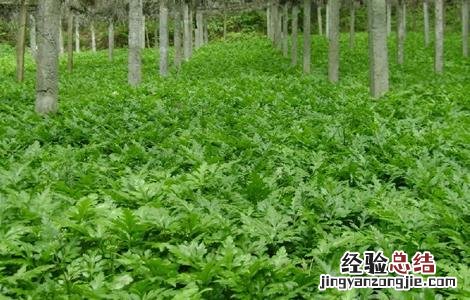 黄连种植的注意事项和禁忌 黄连种植的注意事项