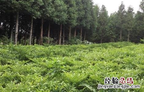 黄连种植的注意事项和禁忌 黄连种植的注意事项
