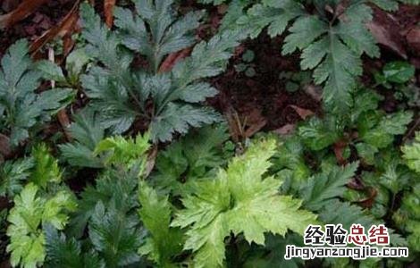 黄连种植的注意事项和禁忌 黄连种植的注意事项