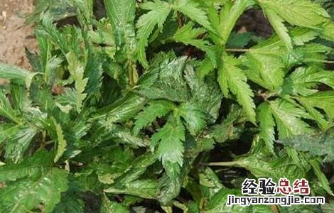 当归的田间管理方法有哪些 当归的田间管理方法