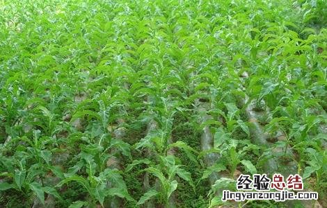 当归的田间管理方法有哪些 当归的田间管理方法