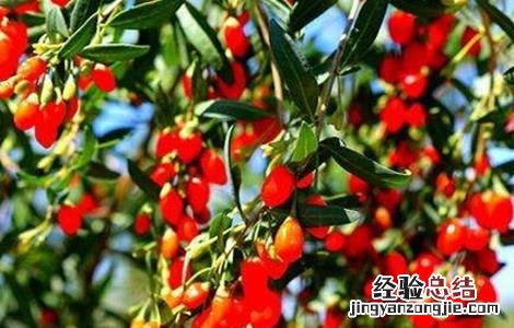 如何提高枸杞的产量 如何提高枸杞的产量和质量