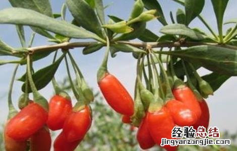 如何提高枸杞的产量 如何提高枸杞的产量和质量