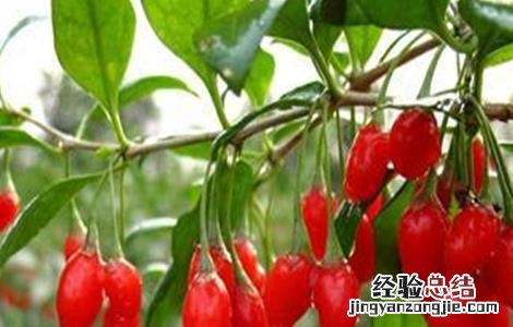 如何提高枸杞的产量 如何提高枸杞的产量和质量