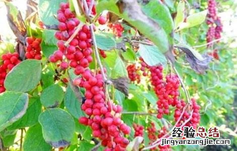 五味子种植的注意事项 五味子如何种植技术