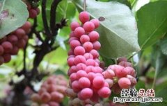 五味子种植的注意事项 五味子如何种植技术