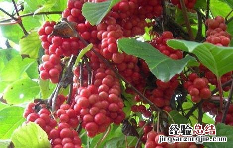 五味子种植的注意事项 五味子如何种植技术