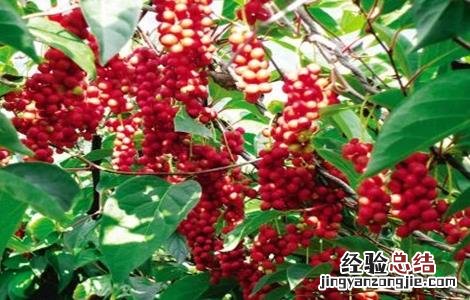 五味子种植的注意事项 五味子如何种植技术