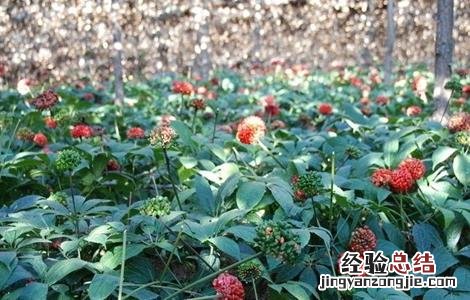 三七的种植方法 三七的种植方法及条件