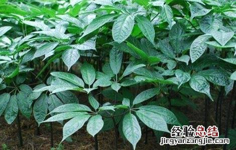 三七的种植方法 三七的种植方法及条件