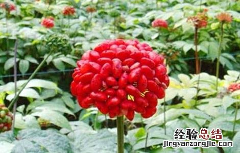 三七的种植方法 三七的种植方法及条件