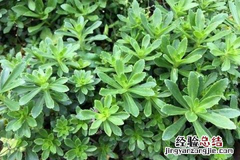 种什么农作物又赚钱又好收，具体有哪些