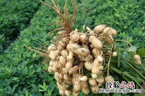 种什么农作物又赚钱又好收，具体有哪些