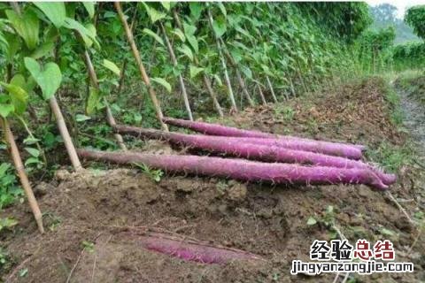 种什么农作物又赚钱又好收，具体有哪些