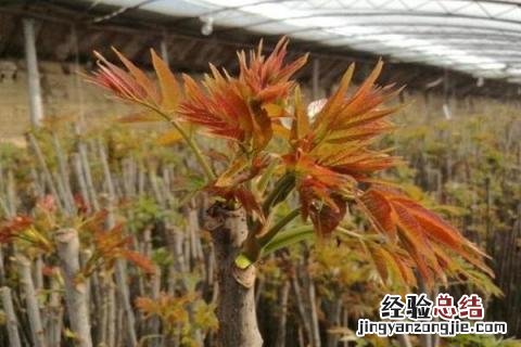 香椿种植前景及利润 香椿种植前景怎样,价格如何