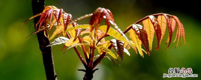 香椿种植前景及利润 香椿种植前景怎样,价格如何