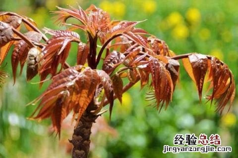 香椿种植前景及利润 香椿种植前景怎样,价格如何