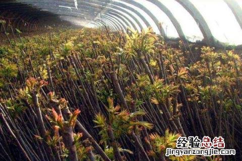 香椿种植前景及利润 香椿种植前景怎样,价格如何