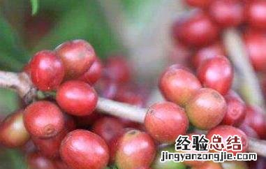 豆念果的功效和作用禁忌 豆念果的功效和作用