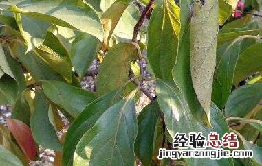 杮树叶的功效与作用 桑树叶的用处