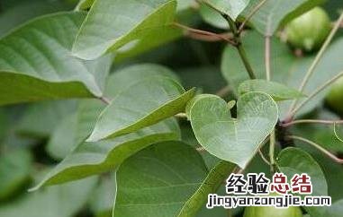 杮树叶的功效与作用 桑树叶的用处