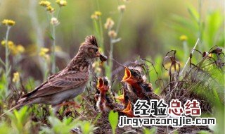 如何与大自然和谐相处? 如何与大自然和谐相处作文