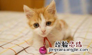 小猫什么时候才能睁眼睛 小猫咪什么时候能睁眼