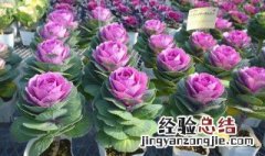 羽衣甘蓝不能和什么一起吃 哪些食物不能和羽衣甘蓝一起吃