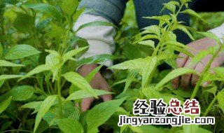香草怎么吃 如何吃香草