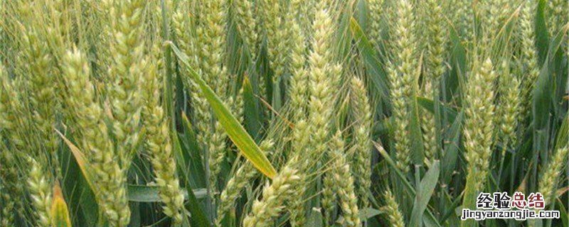 小麦是大米吗 大米跟小麦有什么区别