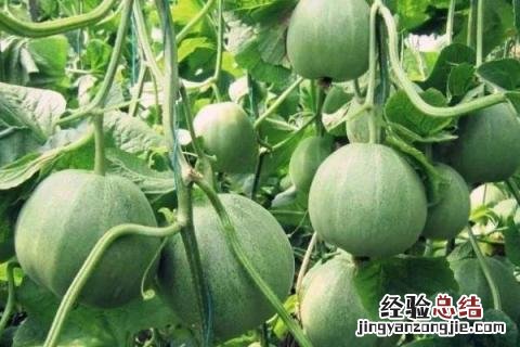 香瓜种植效益怎么样，能赚钱吗 现在适合种香瓜吗