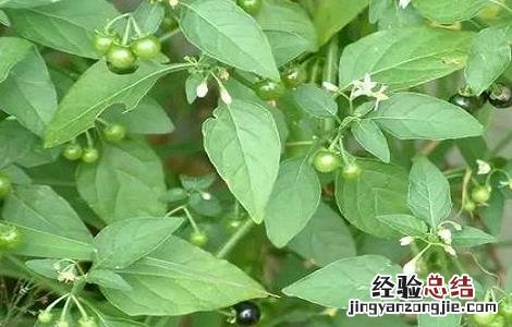 龙葵的种植方法及条件 龙葵的种植方法