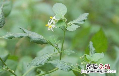 龙葵的种植方法及条件 龙葵的种植方法