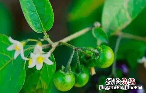 龙葵的种植方法及条件 龙葵的种植方法
