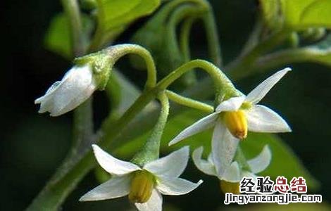 龙葵的种植方法及条件 龙葵的种植方法