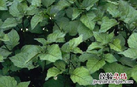 龙葵的种植方法及条件 龙葵的种植方法