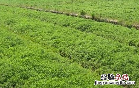 种植艾草需要什么条件 艾草种植的注意事项