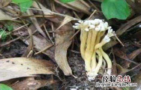 金蝉花如何种植方法 金蝉花的种植方法