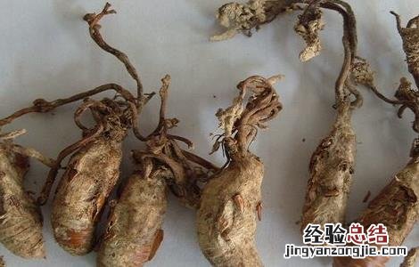 金蝉花如何种植方法 金蝉花的种植方法