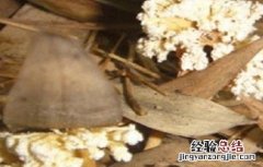 金蝉花如何种植方法 金蝉花的种植方法