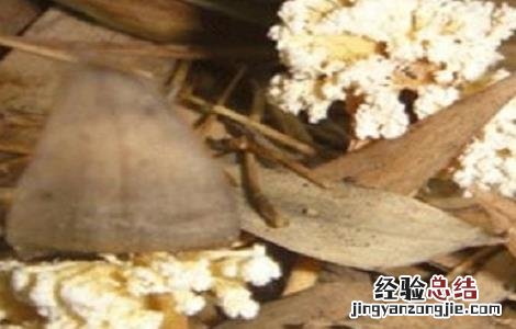 金蝉花如何种植方法 金蝉花的种植方法