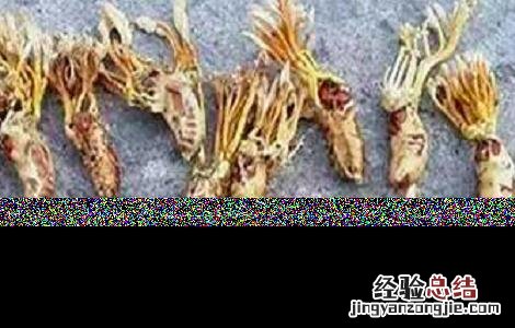 金蝉花如何种植方法 金蝉花的种植方法