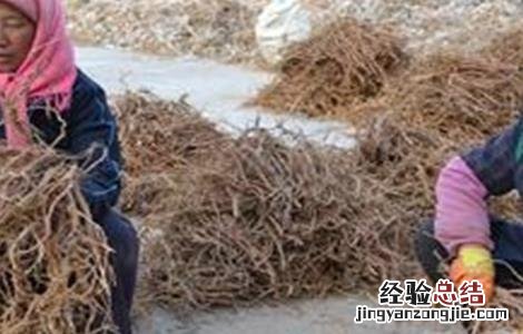 甘草的人工栽培技术 甘草的人工栽培技术有哪些