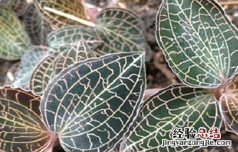 金线莲种植的注意事项 金线莲种植的注意事项和禁忌
