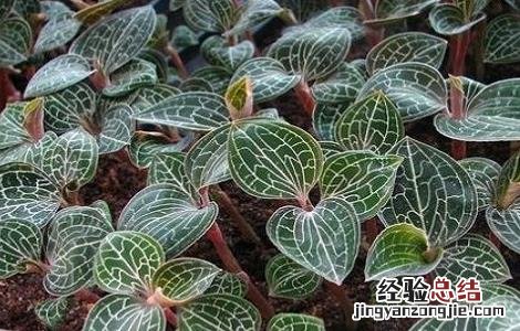 金线莲种植的注意事项 金线莲种植的注意事项和禁忌