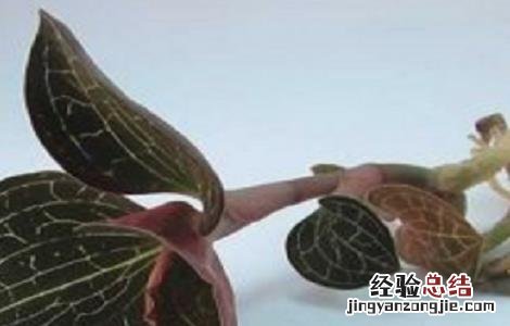 金线莲种植的注意事项 金线莲种植的注意事项和禁忌
